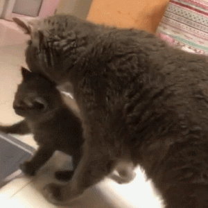 母猫把幼崽叼给你，是因为信任你吗？那你就错了