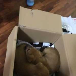 暴雨前捡的中华田园犬，用别样的方式虏获老公的心，金毛都没做到