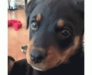 超适合“镇宅”的罗威纳，霸气侧漏安全感满满，你养了吗？