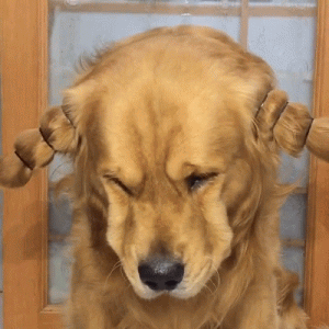 宠主一番操作后，金毛满脸生无可恋：伤害性不大，侮辱性极强呀