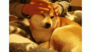 狗界扛把子：“臭”名远扬的4种狗