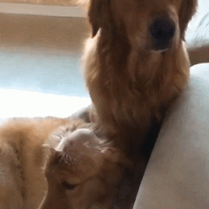 两只狗狗拆家被抓，一脸心虚，主人气得立马骂秃狗！