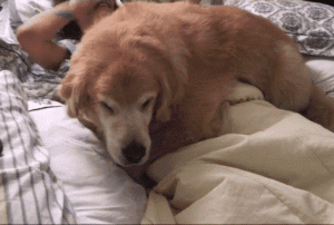 公狗“重女轻男”的原因，终于找到了