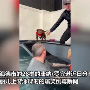 爆笑！英国一主人带狗上游泳课 结果小狗滑倒掉进游泳池