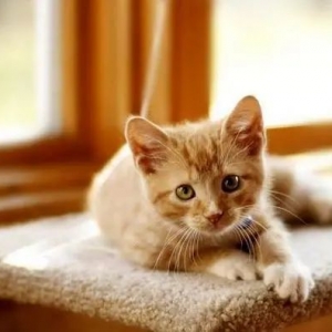 把猫咪关在家里一辈子，对猫咪来说意味着什么？