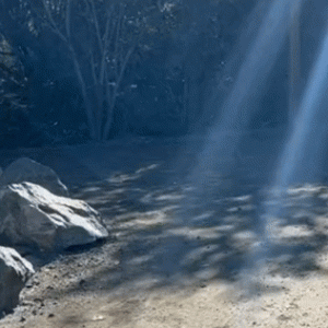 大斑点散步时不断向主人示意，谁料竟拯救一条小生命！