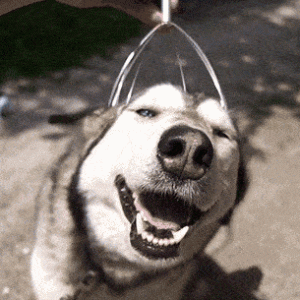 你睡着后，狗狗这样做，说明没养错狗