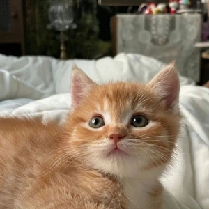 壁纸丨从小可爱满分的小橘子