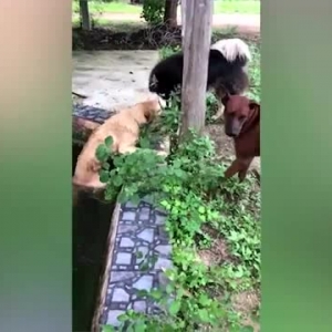 有爱！泰国一只哈士奇帮助落水的金毛犬上岸