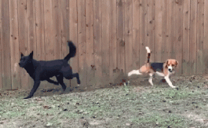 白给都不能要！这些狗各有“致命伤”，入手即后悔