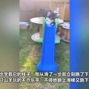 爆笑！美国两只山羊玩滑梯 只会从滑梯上跳下来