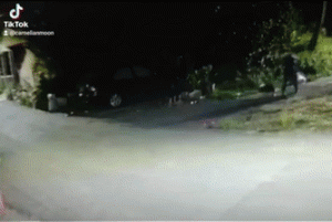 遇陌生狗子尾随，赶都赶不走，可到家后才发现……居然是爱犬！