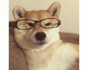 狗狗“智商”排行榜后8位，没想到它是垫底的！