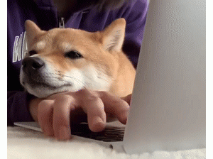 这才是铲屎官在家办公的真实状态……哈哈哈哈哈真的太难了！