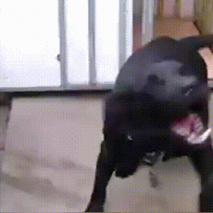 安康发生一起疯狗伤人事件……