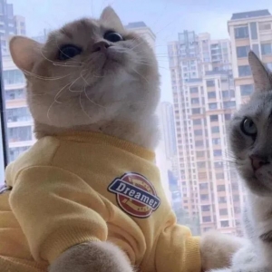 情侣头像 |  猫猫狗狗情侣头像