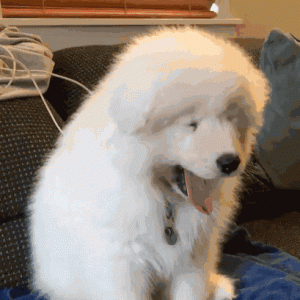 这5种狗狗，不仅性格温顺，还没有“攻击性”！