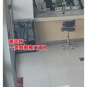 拉布拉多走失后直奔派出所……食堂！哈哈哈哈哈不愧是汪界第一吃货！