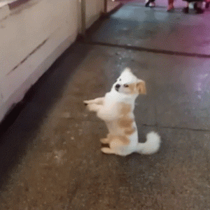 这些肢体语言，是狗狗在向你“求救”，别不明白