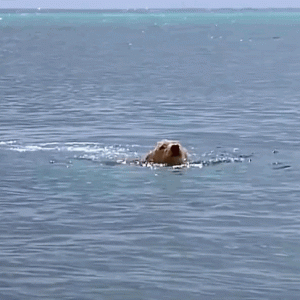 狗狗落入大海被鲨鱼盯上，命悬一线之时海豚出现了！