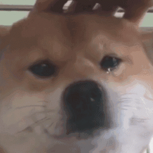 土狗临终前为什么会离开家？其实有这几个原因，看完两眼泪汪汪