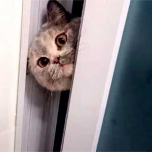 老色猫？猫咪喜欢偷看主人“上厕所”，往往是这几个原因