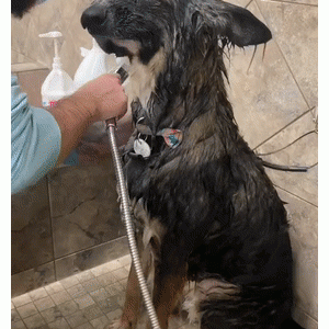 狗狗长相奇特吓到网友，可多看了几眼后：莫名有亿点可爱！