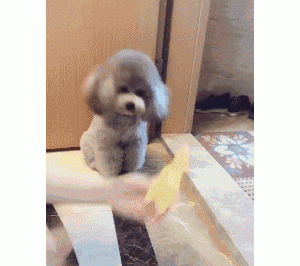 泰迪日子过得“滋润”，会有什么表现？