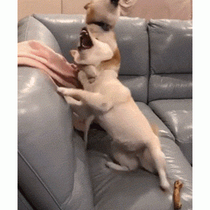 狗狗忽然发出“嚎叫”声，不是学狼叫，是有话要说