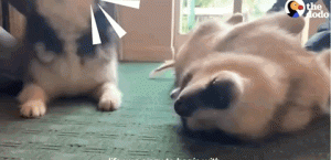 网友养了三只拆家犬，主人怀孕生子后，它们像是变了个狗……