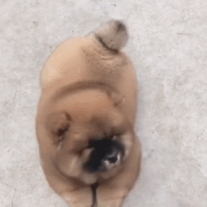 铲屎官注意！天气热这样“照顾”狗狗，害了它都不知道！