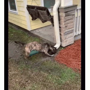 狗子喜欢做泥水面膜，每顿揍都不是白挨的哈哈哈