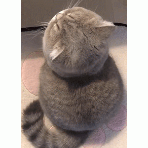 这猫的头是用圆规画的吧？