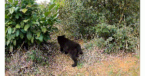 流浪狗自愿做妈妈，独自喂养13只小狗，模样消瘦让人心疼