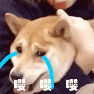 “离别”对狗狗来说意味着什么？看完忍不住落泪