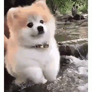 狗狗“肠胃”不好，切忌吃这几种“食物”！