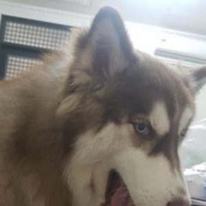 小主人写作业不专心，爸爸刚要教训……狗子：你敢打试试！