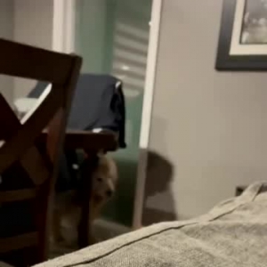 “我养的大金毛是个小偷，特别喜欢偷我的东西……”