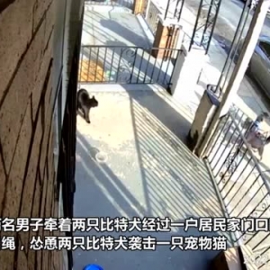 美国两男子怂恿两只比特犬攻击一只宠物猫 并站在一旁大笑