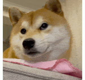 资深铲屎官告诉你，怎么分辨狗是男是女