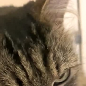 哪有小猫咪这样开摩托的啊