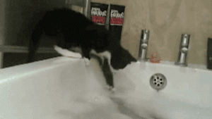 猫咪爱吃鱼？你可能一直以来误解它了