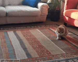 猫菊花会接触你家所有角落吗？看完答案千万不要哭