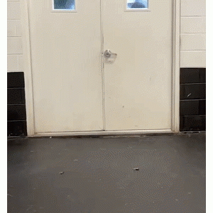 在狗狗日托所工作很幸福？看完小姐姐的分享后破灭了……看着就很“痛”！