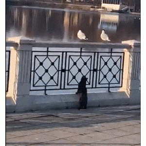 当事猫表示：从来没受过此等侮辱。