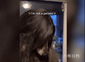 似人的猎犬，美国一只阿富汗猎犬有着飘逸的长发，像女士秀发的发型