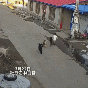 男孩被4只流浪狗围追扑倒……路遇猛犬，教孩子要这样做