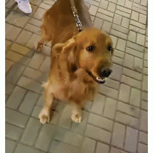 “救命，阿拉斯加都这么胆小的吗？”