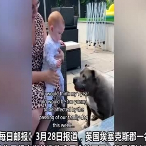 英国1岁女童不知狗狗去世仍然为其拿零食 母亲拍下感人一幕