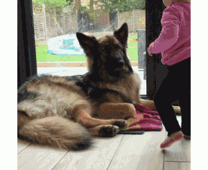 “忠心狗”PK“白眼狼”狗，你家的是哪种？